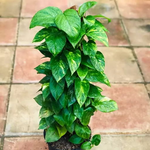 خرید گیاه پتوس چوبدار + قیمت فروش استثنایی